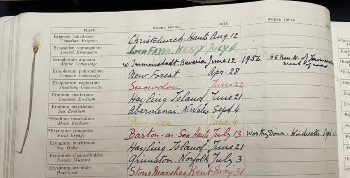 MS/576, Eriophorum alpinum