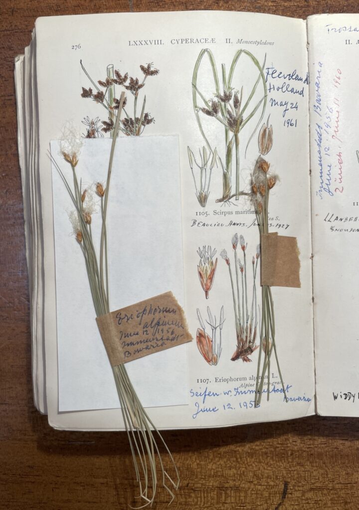 MS/6, Eriophorum alpinum