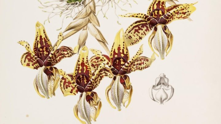 Plate VII, Stanhopea Tigrina, by Augusta Withers, from Bateman's Orchidaceae (1837-1843)