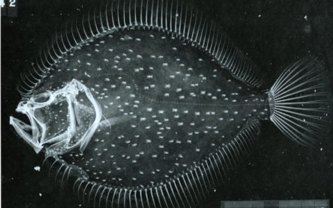 Inside the Fish Skin Collection: Ollie Crimmen and the Lost Radiographs