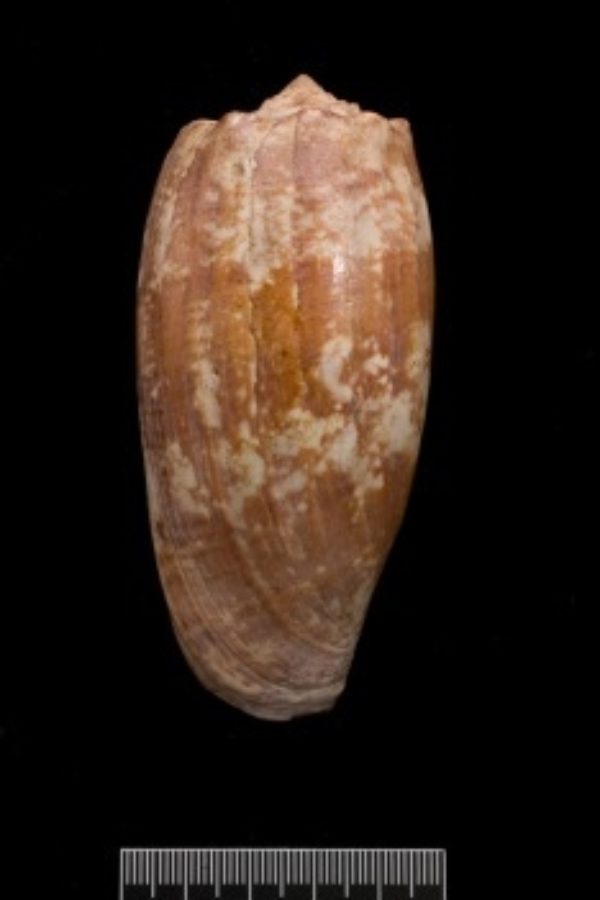 2nd April 2015: The Life and Death Cone Snail | The Linnean Society