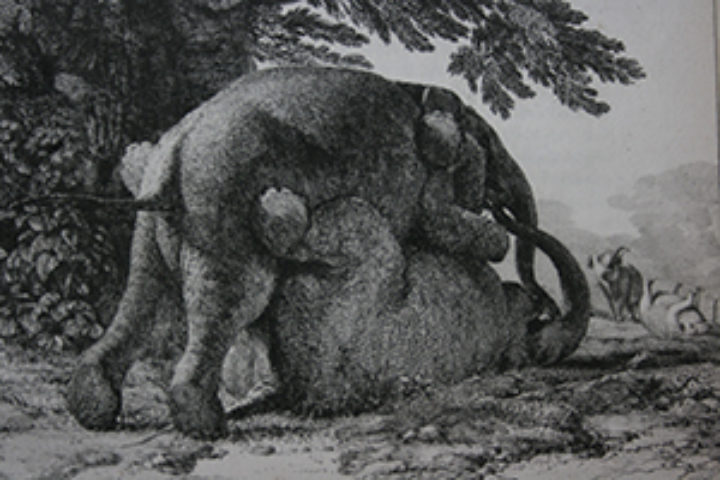 intriguing image of two elephants