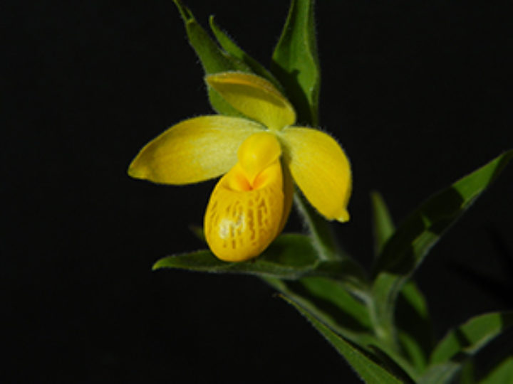 species of Cypripedium