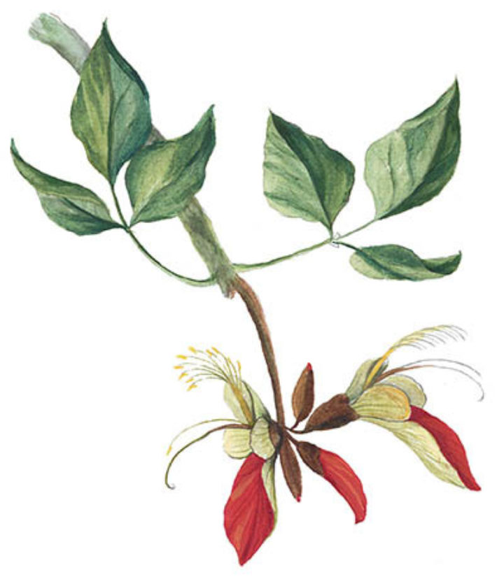 National Botanic Garden of Belgium