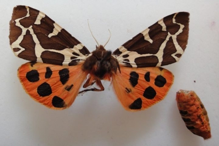 The tiger moth specimen