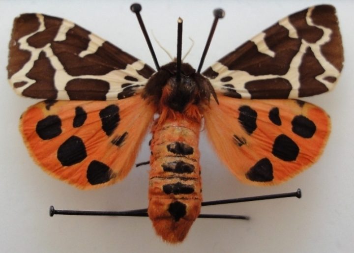 The tiger moth specimen