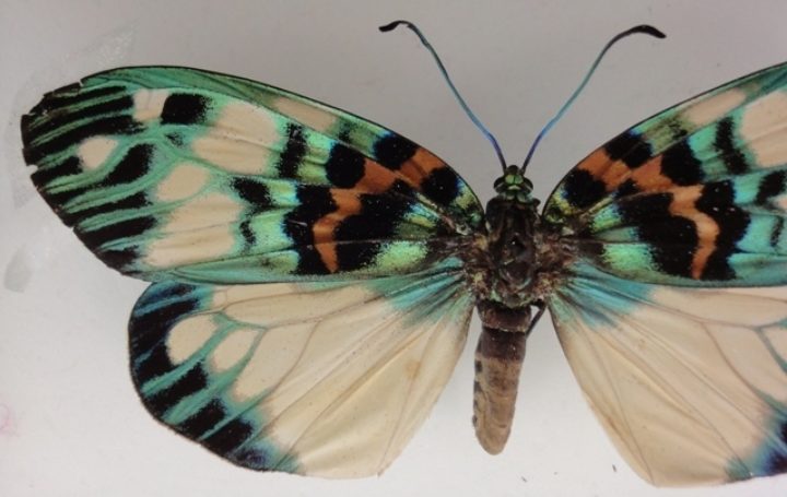 butterfly had a damaged wing