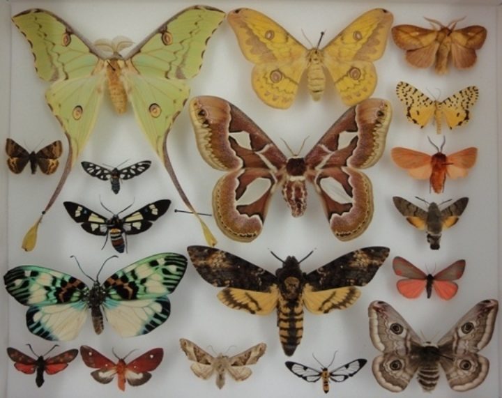 The Natural History Museum