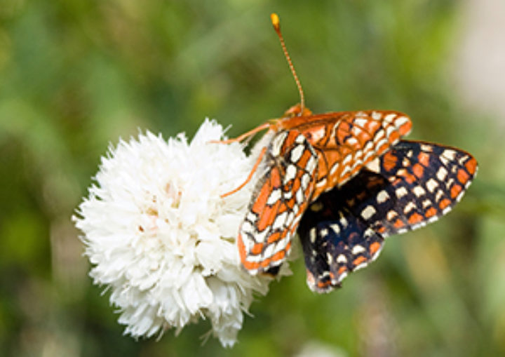 climate change on the range shifts of species