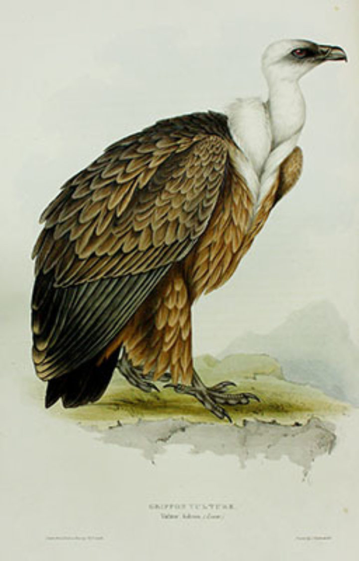 Vultures in the Linnean Society Library