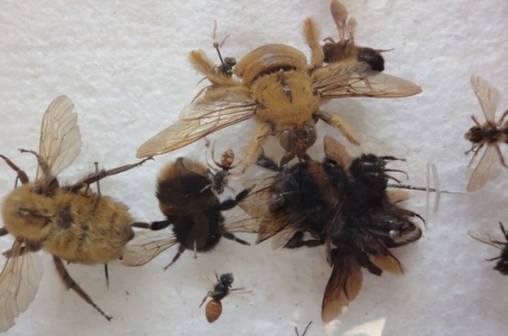 some pinned entomological specimens