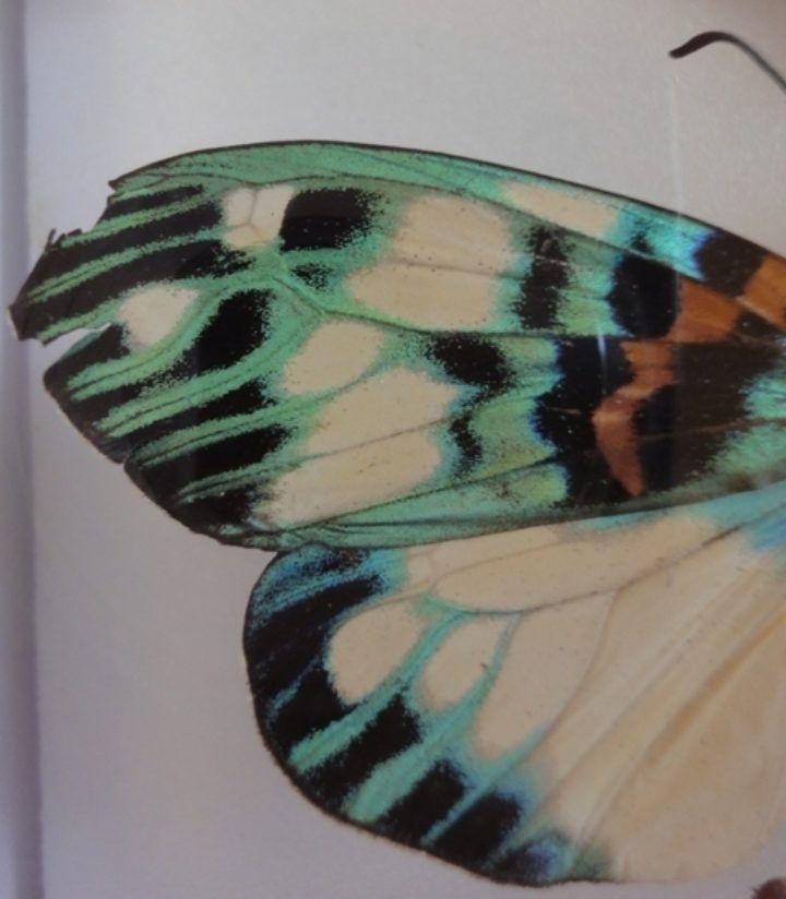 butterfly had a damaged wing