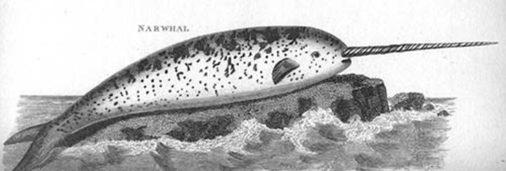 Unicorn/Narwhal (Monocerus or Monodon)