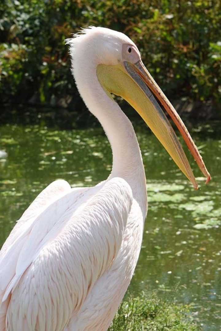 Pelicans (Pelicanus)