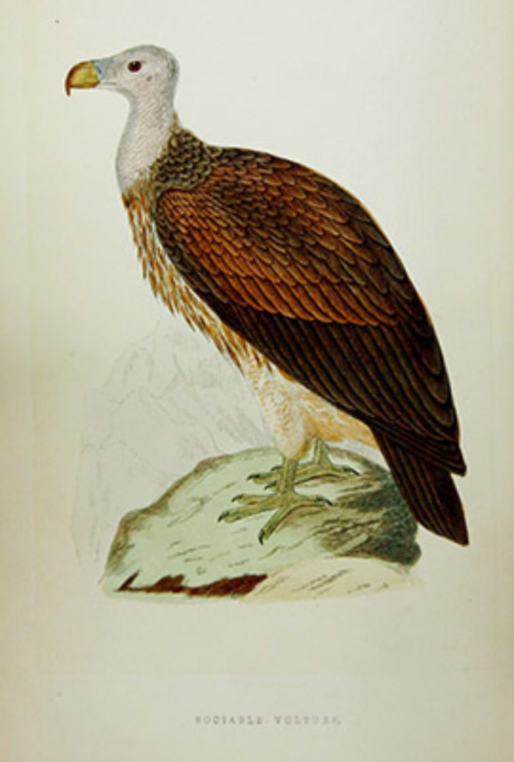 Vultures in the Linnean Society Library