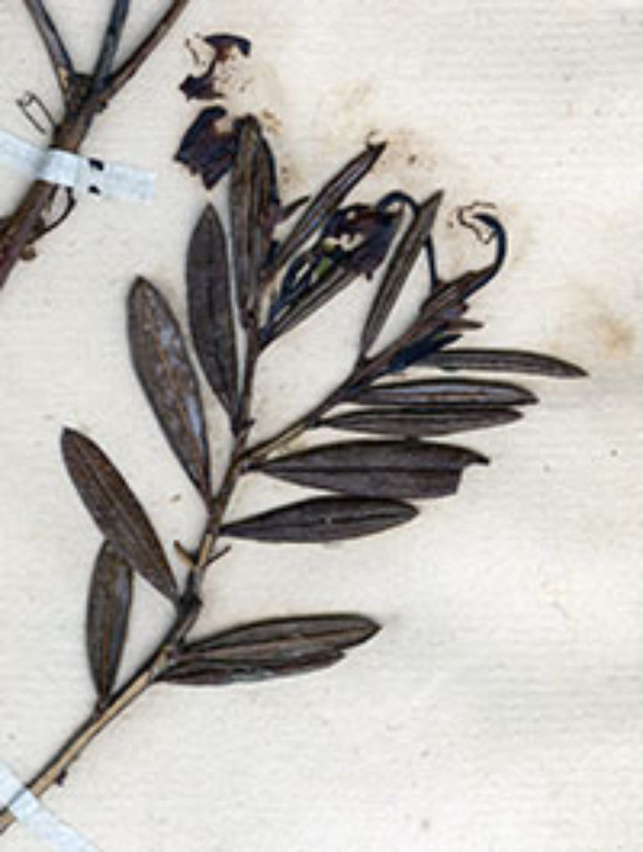 plant genus the Latin name Andromeda