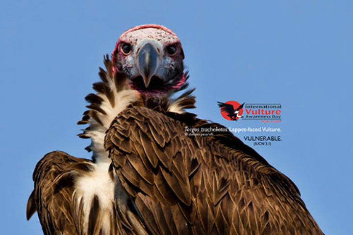 INTERNATIONAL VULTURE AWARENESS DAY 2013