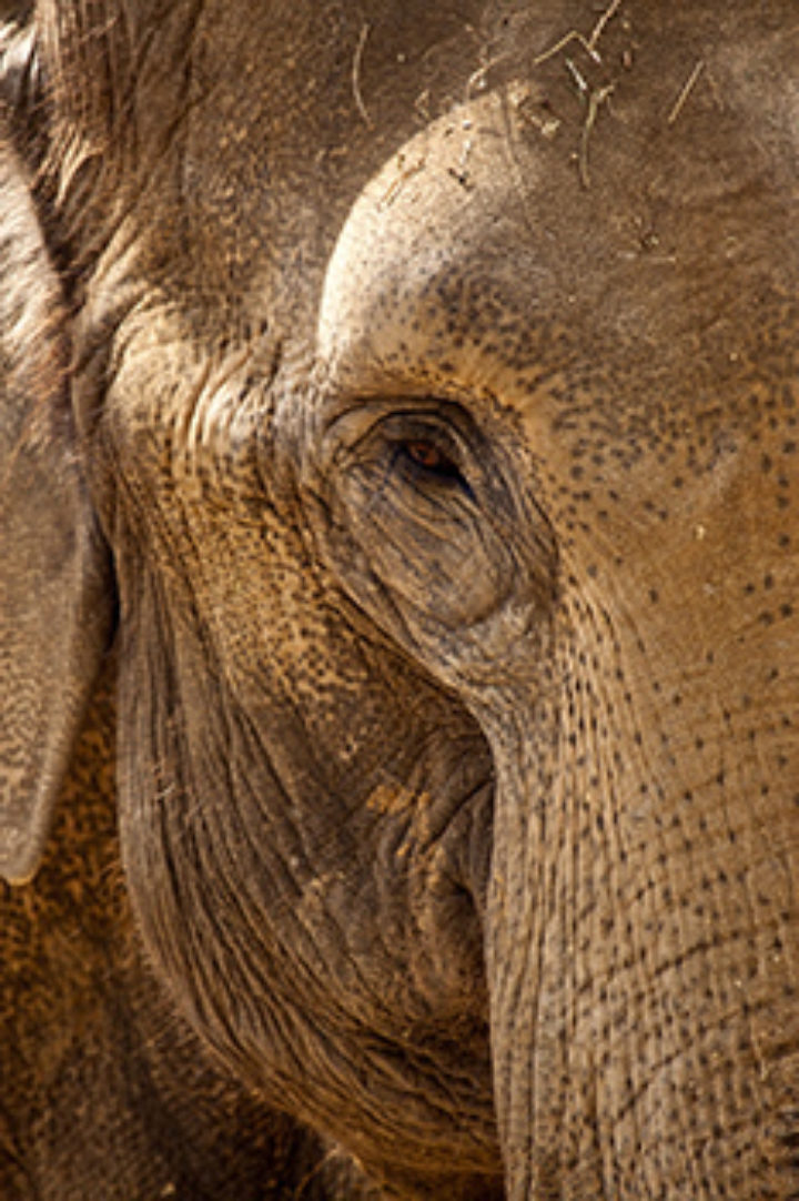 Asian Elephant